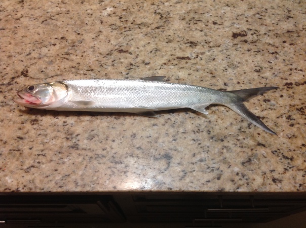 Ladyfish? Preparation and eating experiment.